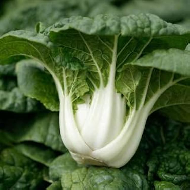 Bok Choy