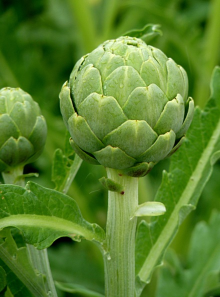 Artichoke