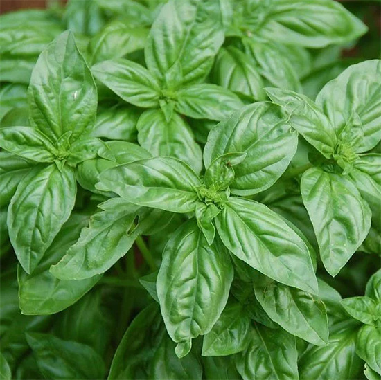 Basil