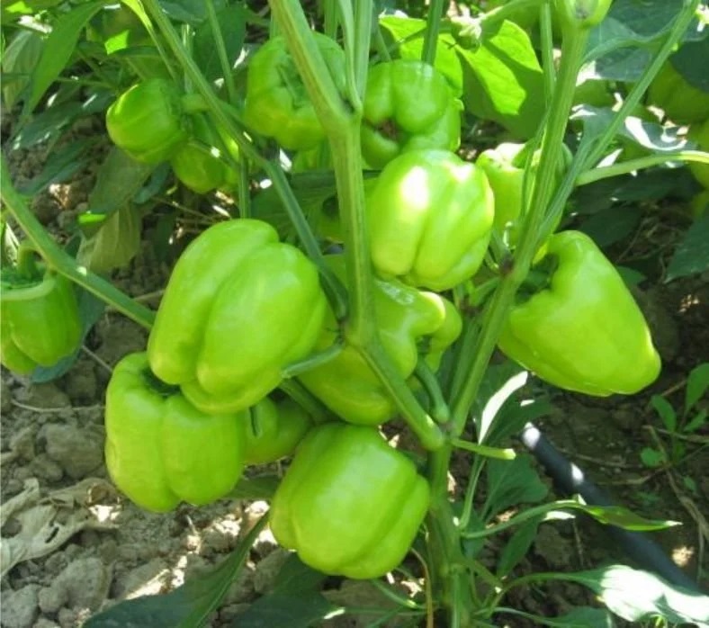 Bell Pepper