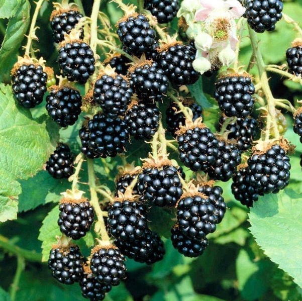 Blackberry
