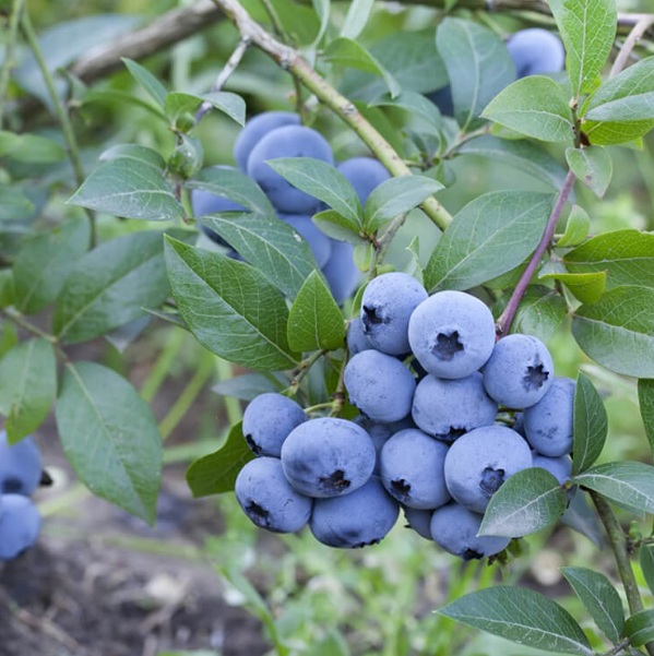 Blueberry