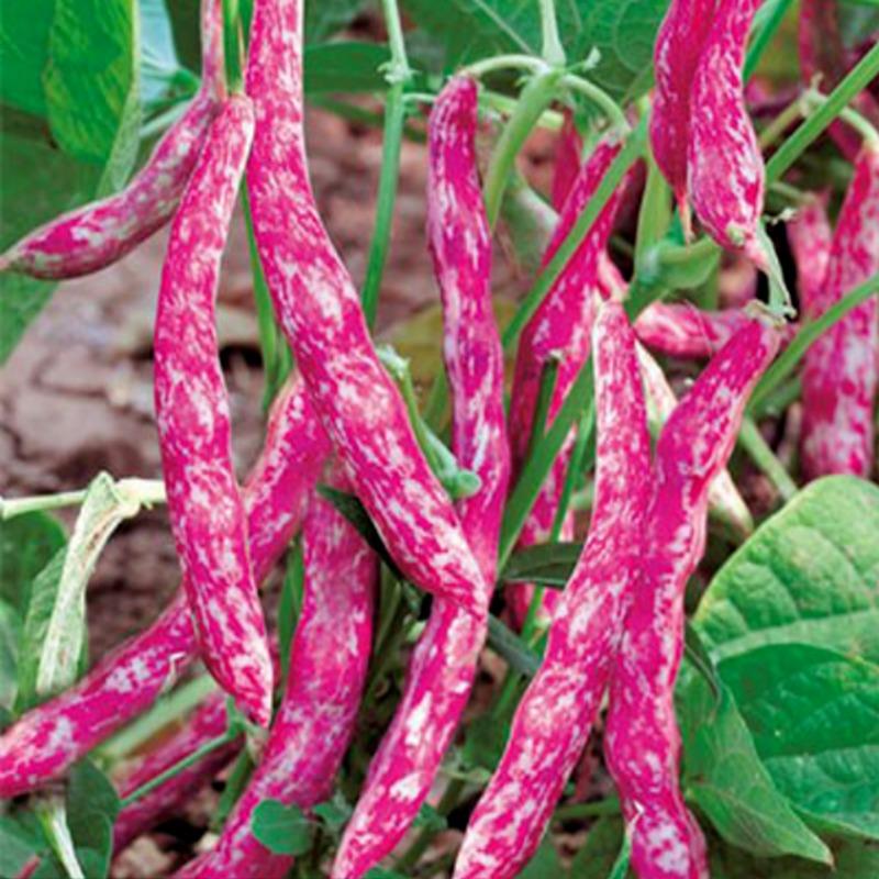 Borlotti Bean