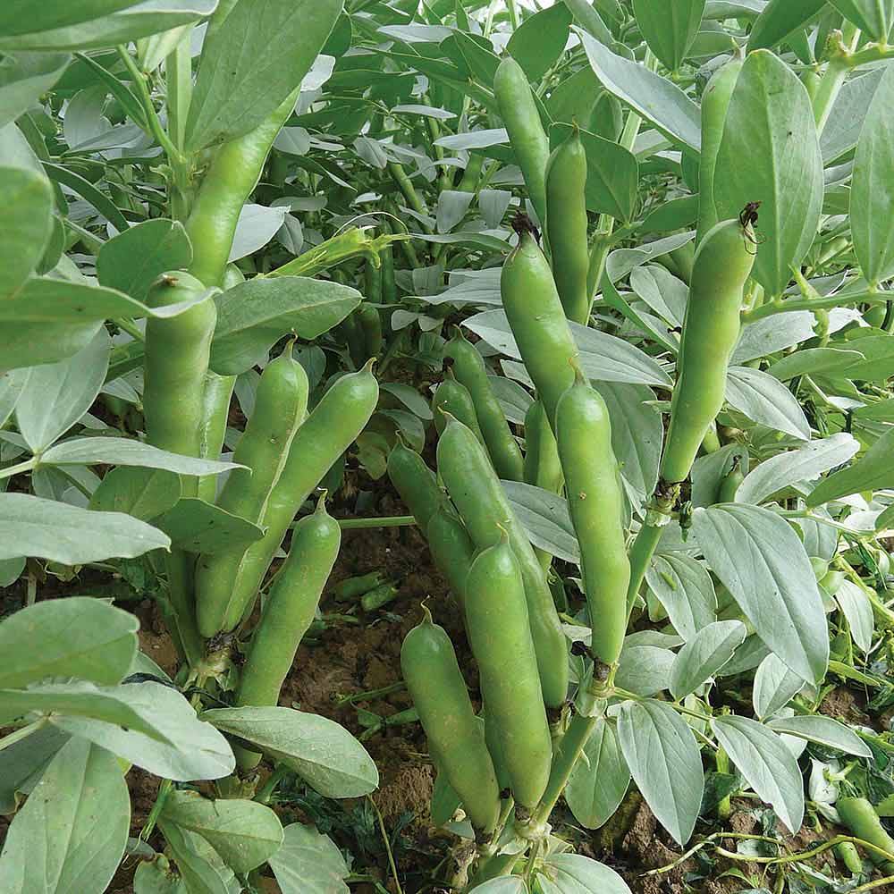 Broad Bean