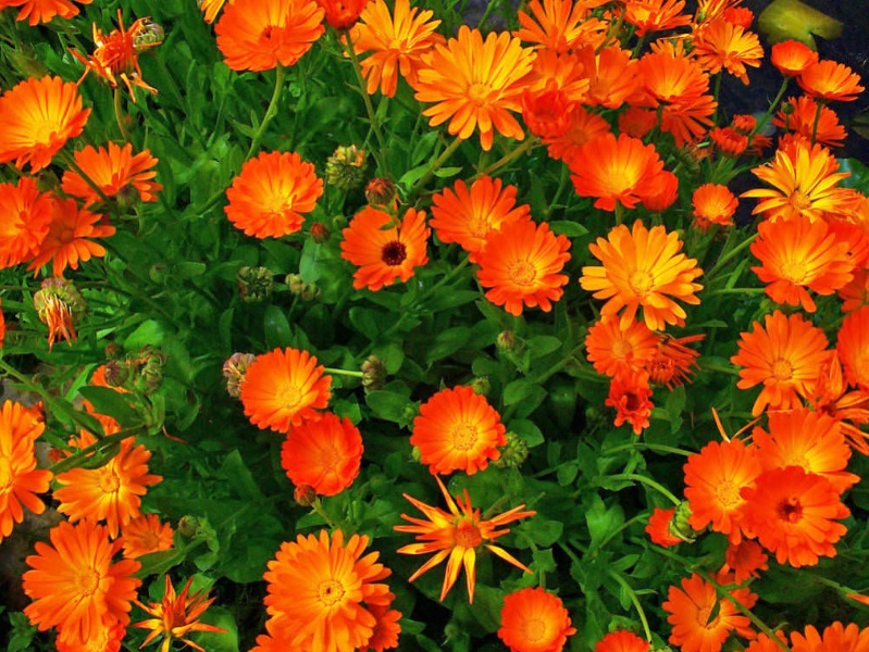 Calendula (Pot Marigold)