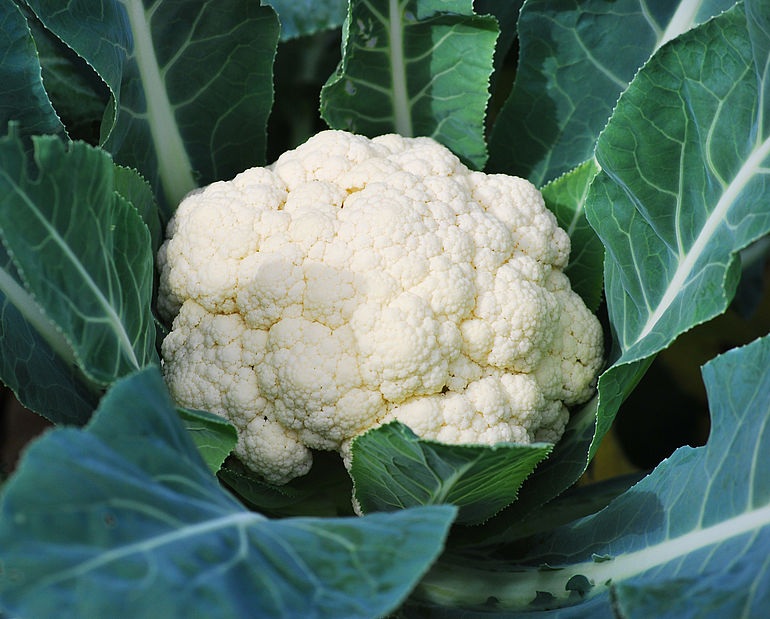Cauliflower
