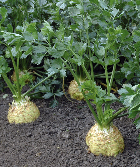 Celery/Celeriac