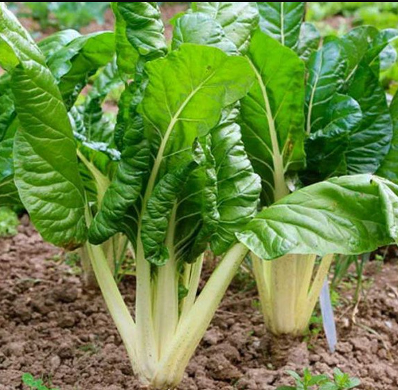 Chard