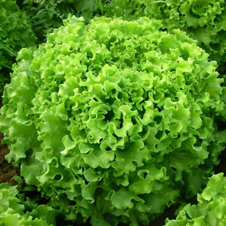 Curly Lettuce