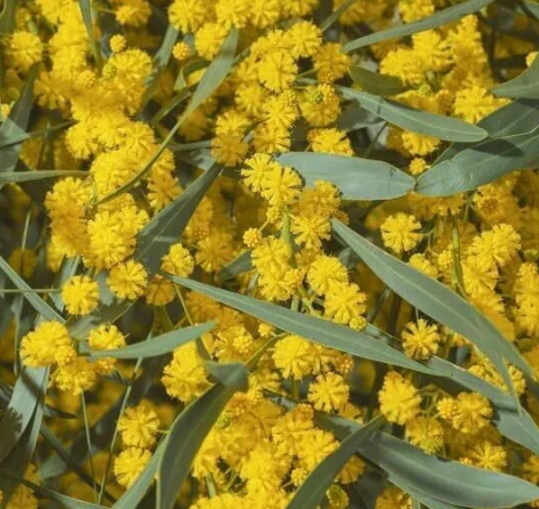 Dwarf Everlasting