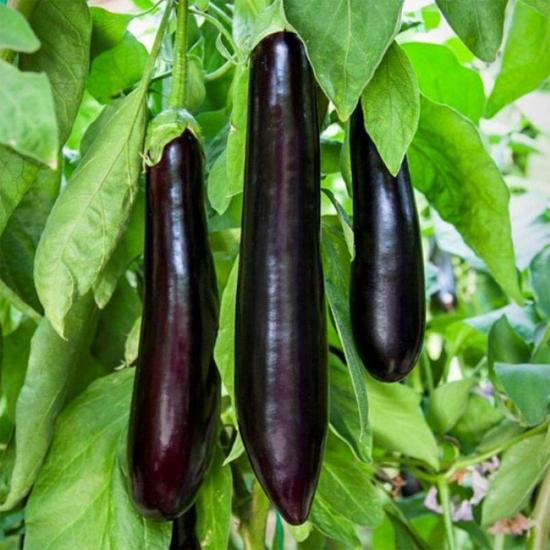 Eggplant (Long)