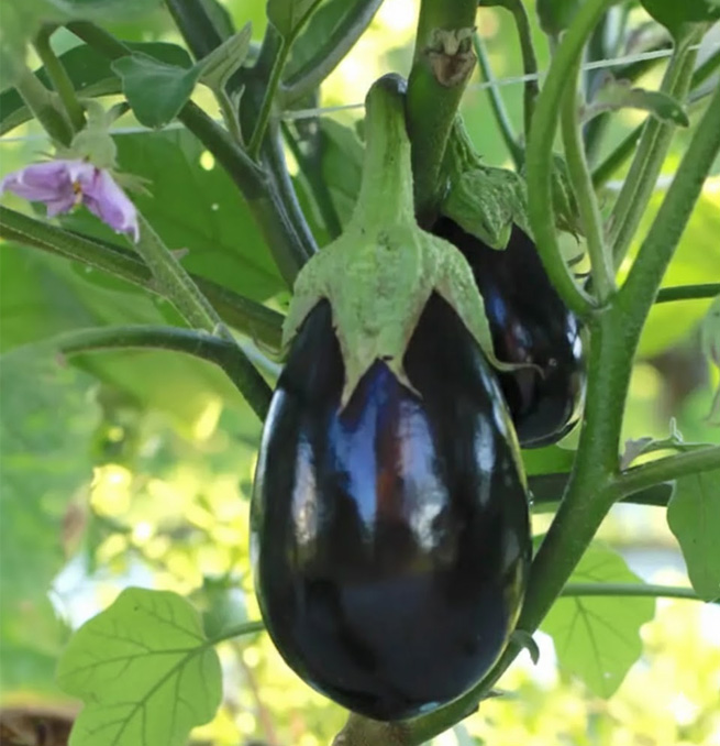 Eggplant (Round)