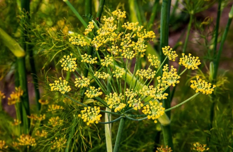 Fennel