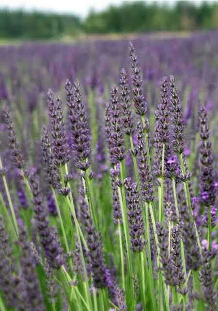 Lavender