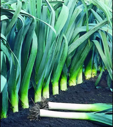 Leek