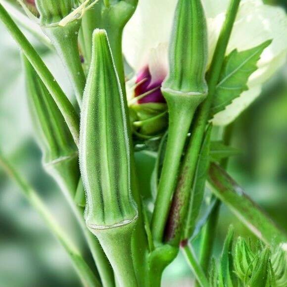Okra