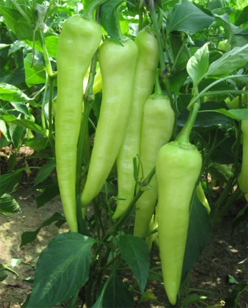 Charleston Pepper