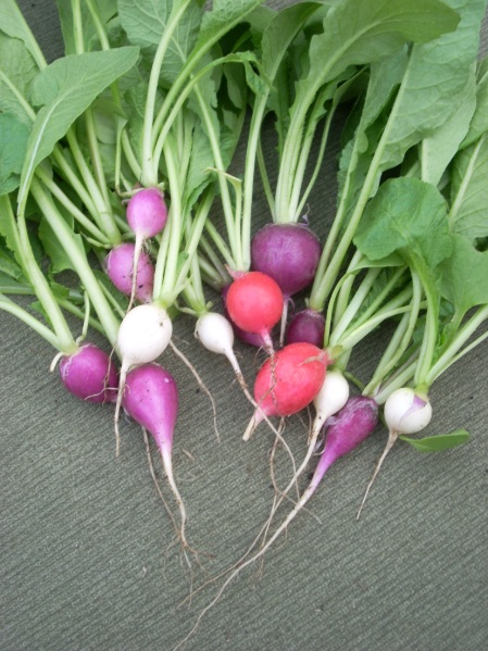 Radish