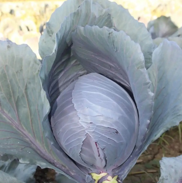 Red Cabbage