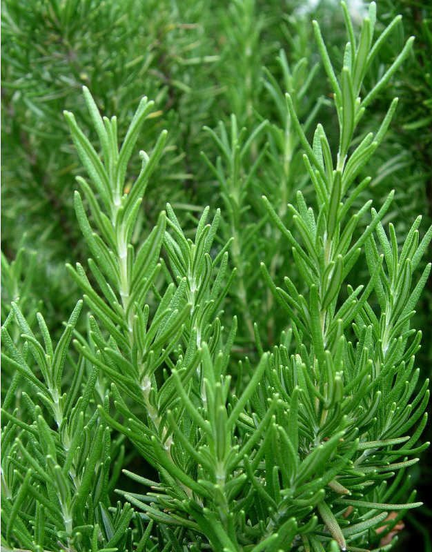 Rosemary