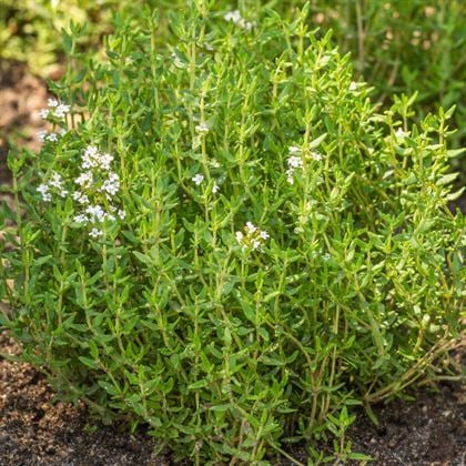 Thyme
