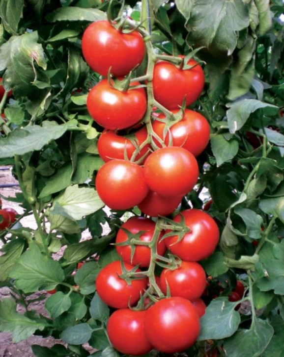 Vine Tomato