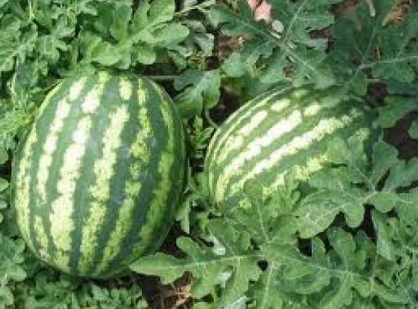 Watermelon