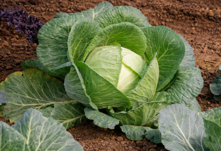White Cabbage