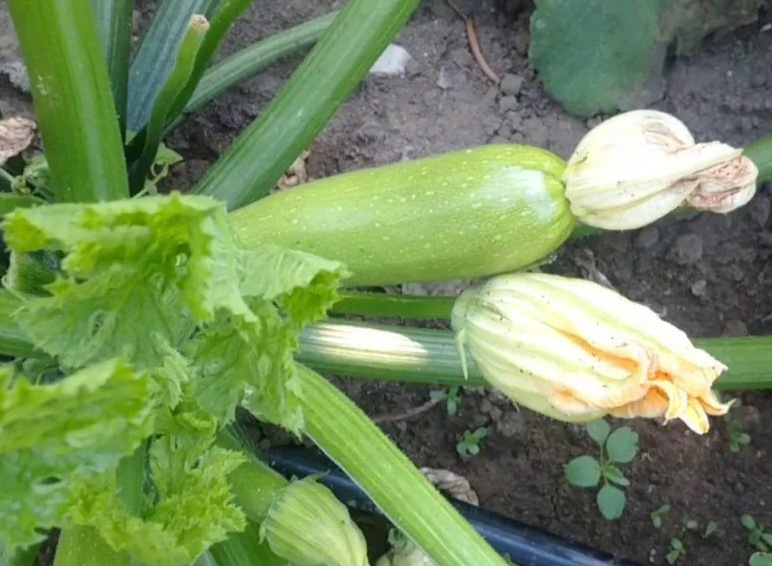 Zucchini