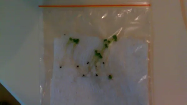 How to Germinate Seeds Fast