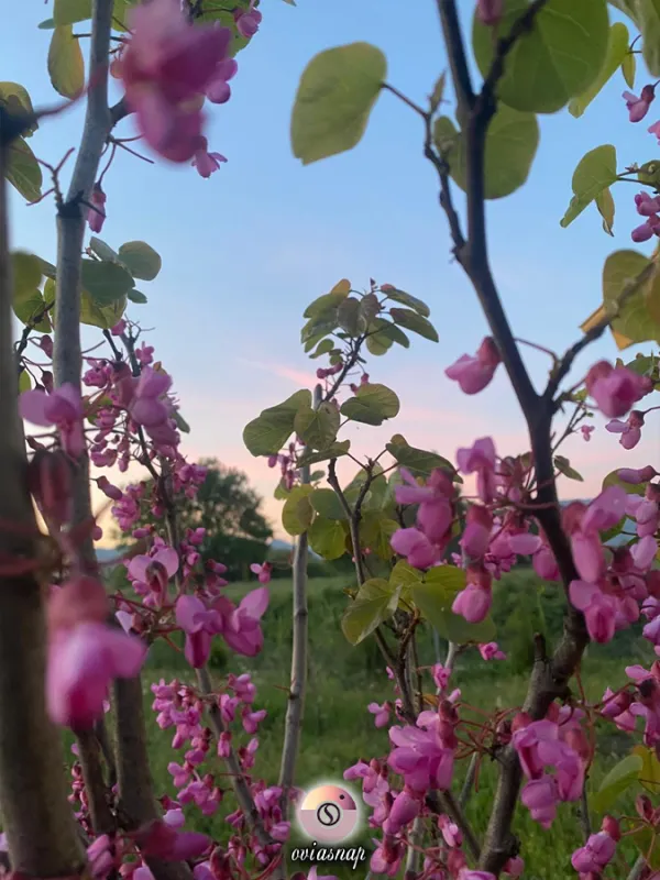Gökyüzüne Açılan Pembe Düşler