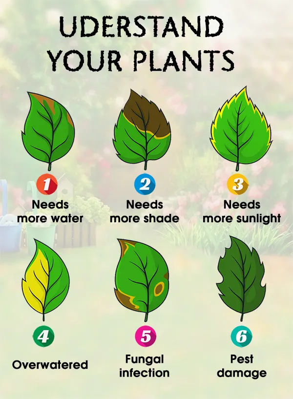 How to Read Your Plant’s Leaves, Understand Your Plants